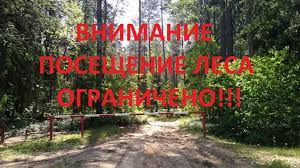 В Докшицком районе введено ограничение на посещение лесов.